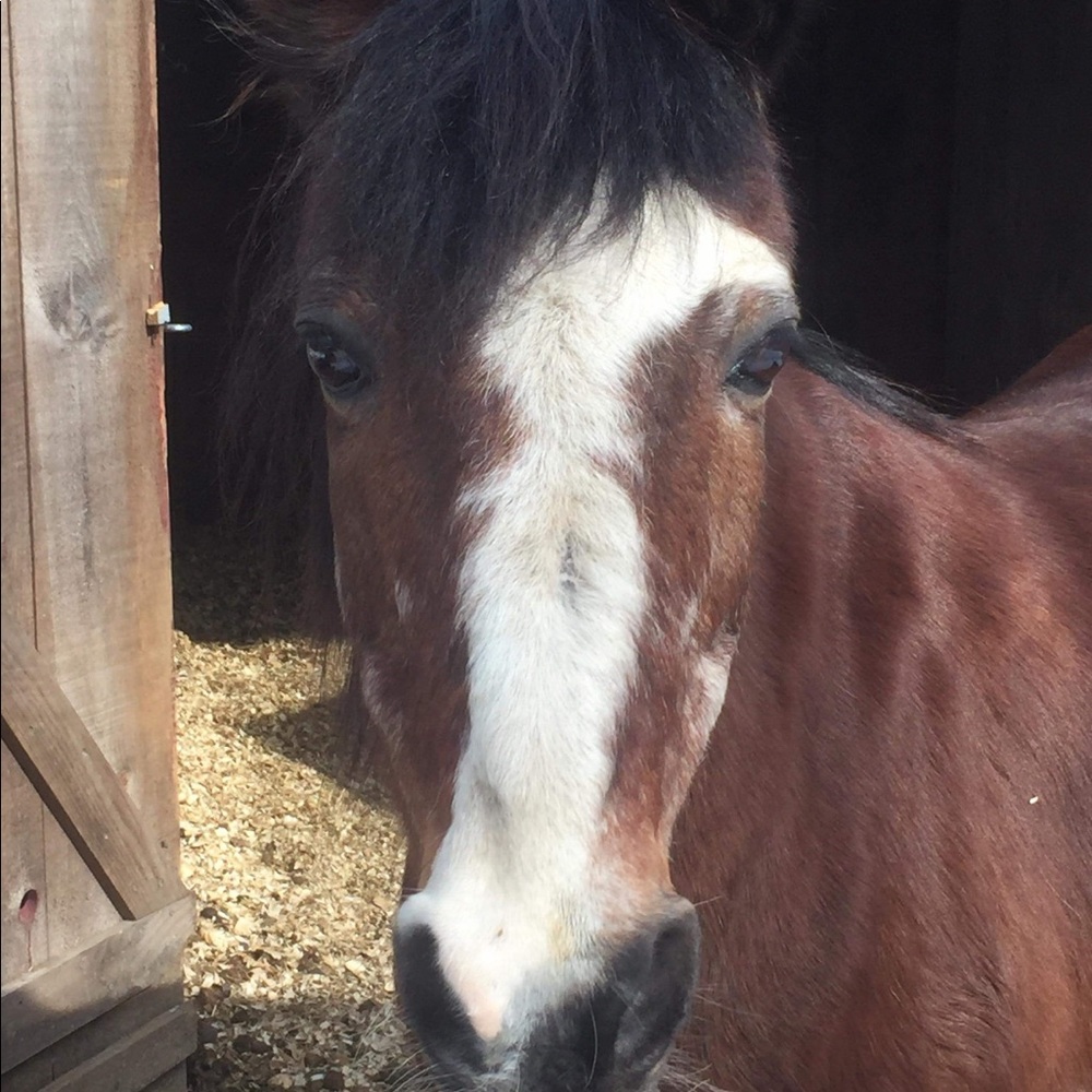 Meet your Posher, Julie